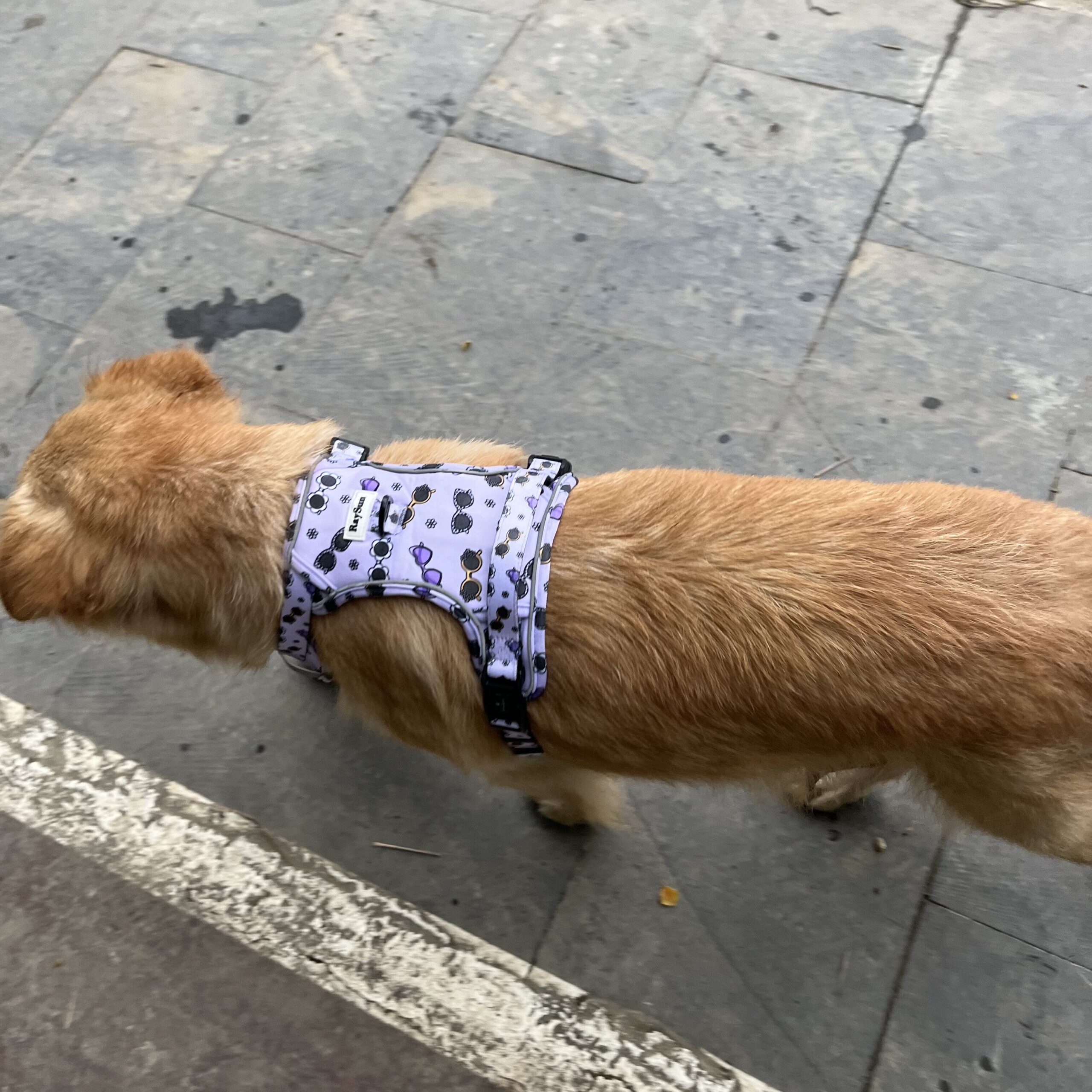 A measuring tape shown next to a dog harness.